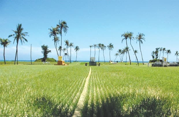 Garlic cultivation on red laterite highland plots — Tân Kỳ District, Nghệ An