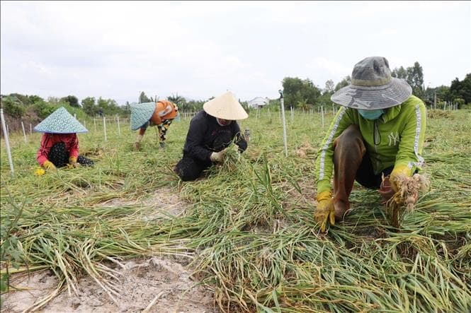 Hand-harvest at dry-down stage (leaves 50% yellowed) for optimal allicin and shelf life