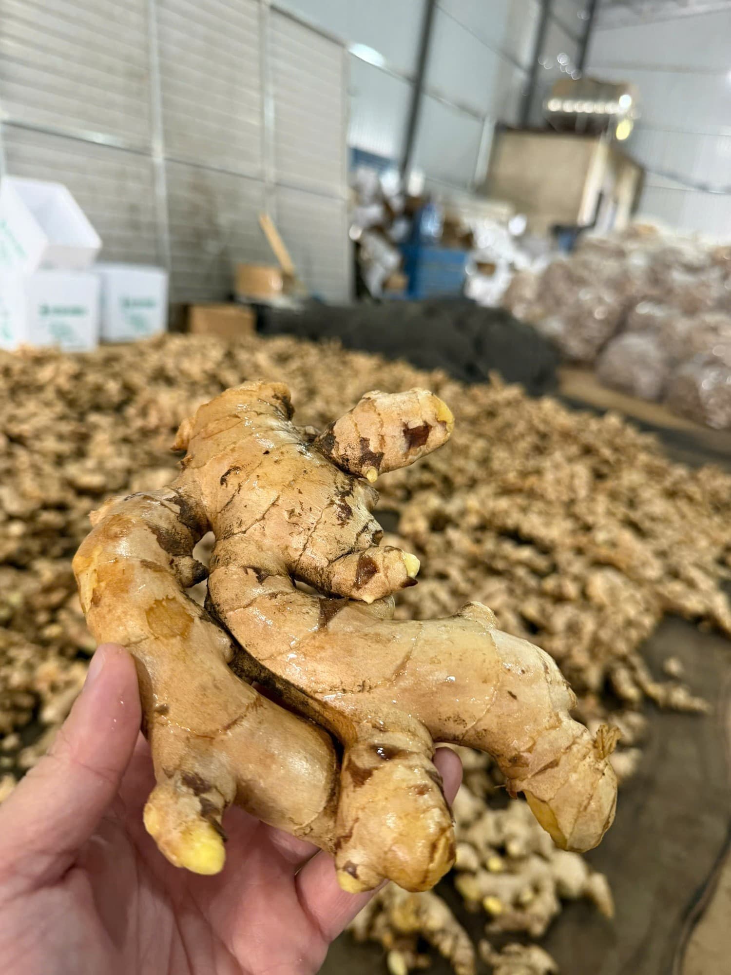 Fresh Ginger