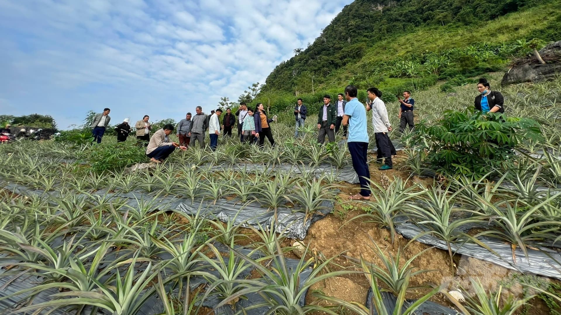 MD2 pineapple fields on terraced hillside — Tan Ky District, Nghe An, North Central Vietnam