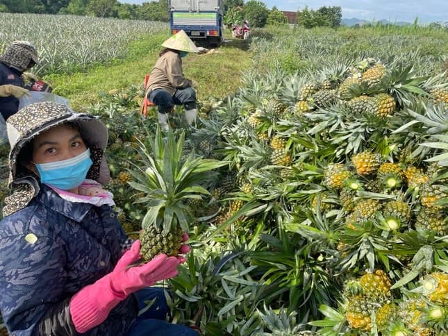 Hand-harvesting at Brix ≥ 14° maturity — Stage 1–2 green-yellow skin for sea freight
