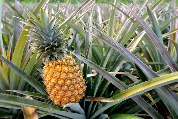 Fresh Vietnamese MD2 pineapple — Grade C0 export, Tan Ky, Nghe An