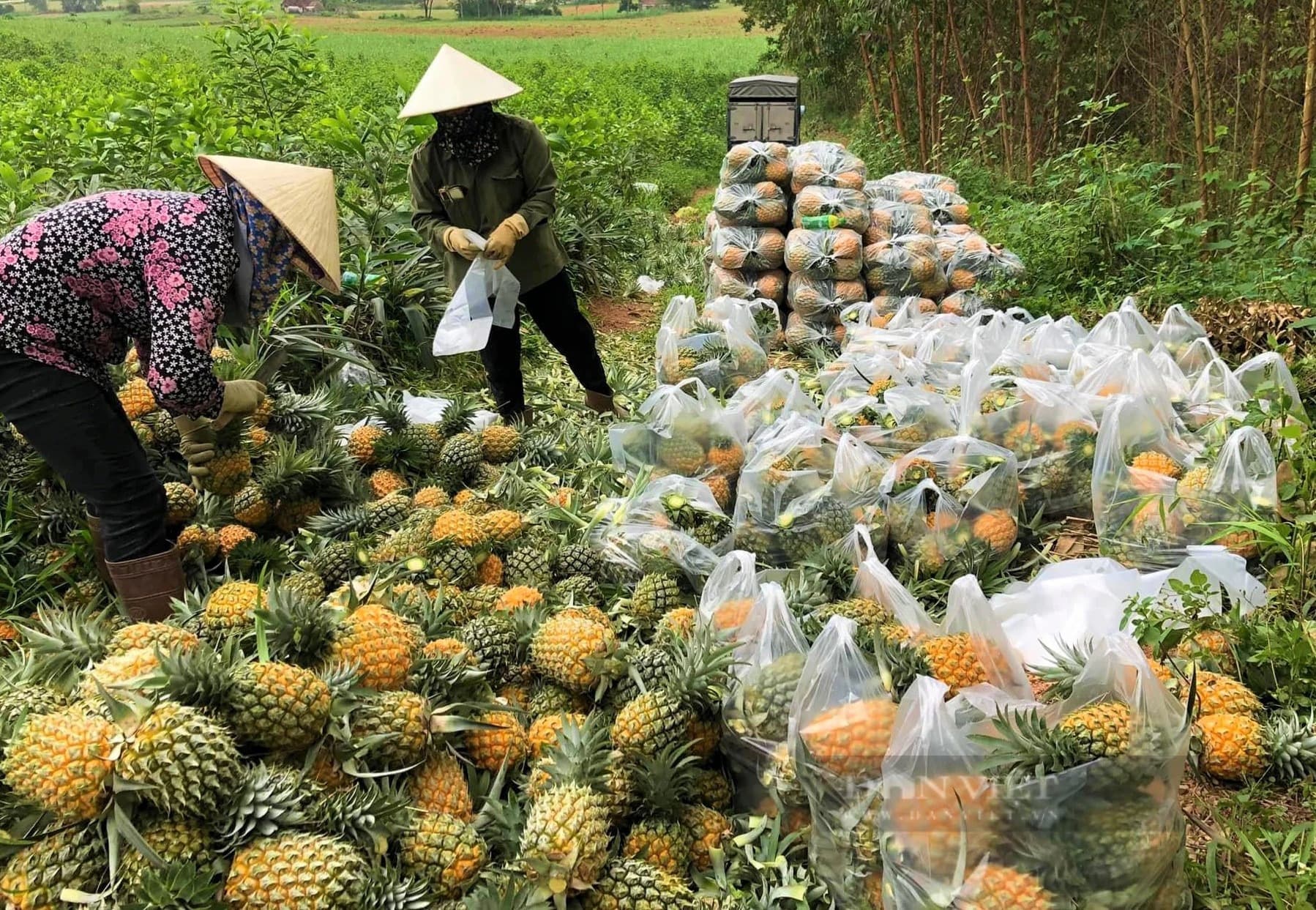 From Field to Can in Quỳnh Lưu: Our Coastal Pineapple Story