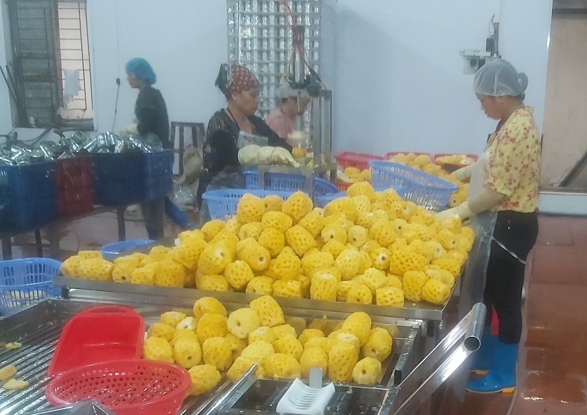 Peeling and coring line — fruit processed within hours of harvest for peak sweetness