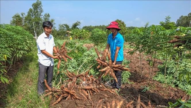 Thanh Chương & the Lam River: The Cassava Belt of Nghệ An