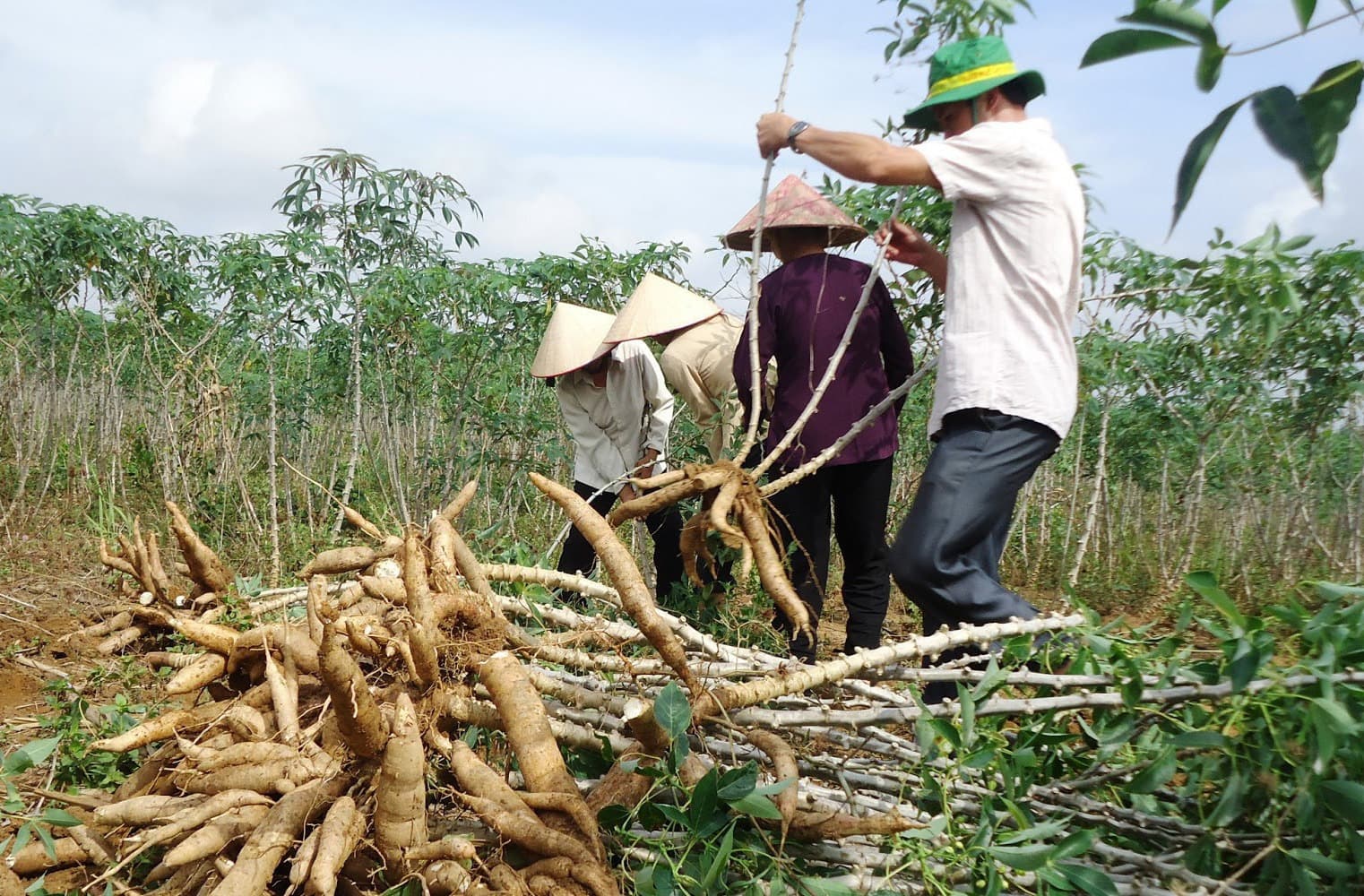 Tuber harvest at 9–11 months for peak starch content, ready for peeling and slicing