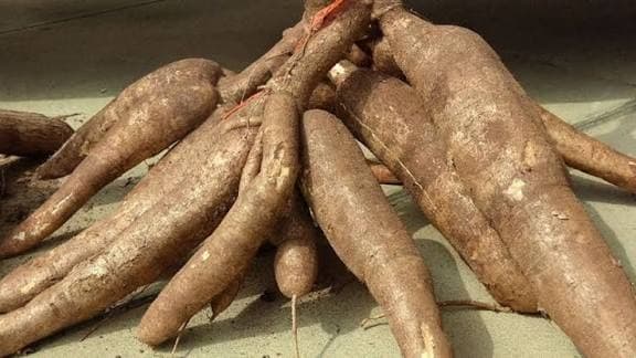Vietnamese dried cassava chips export grade — moisture ≤14%, starch ≥65%, Thanh Chương Nghệ An