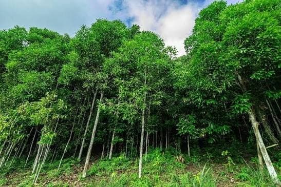 The Cassia Forests of Quế Phong: High-Oil Cinnamon from the Laos Border