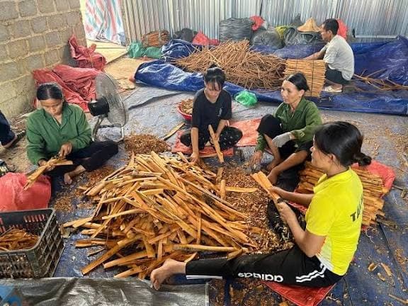 Packing room — cut sticks and quills sealed into 10 kg carton boxes for export