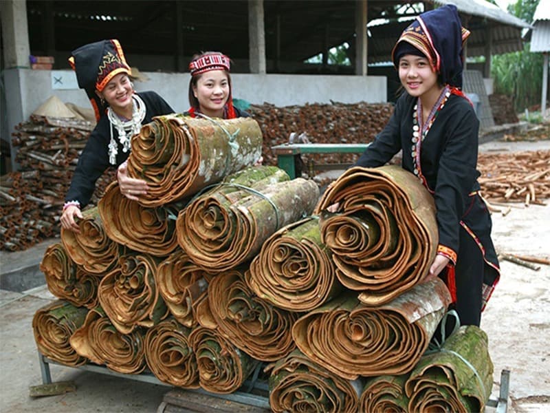 Vietnamese Cassia Cinnamon