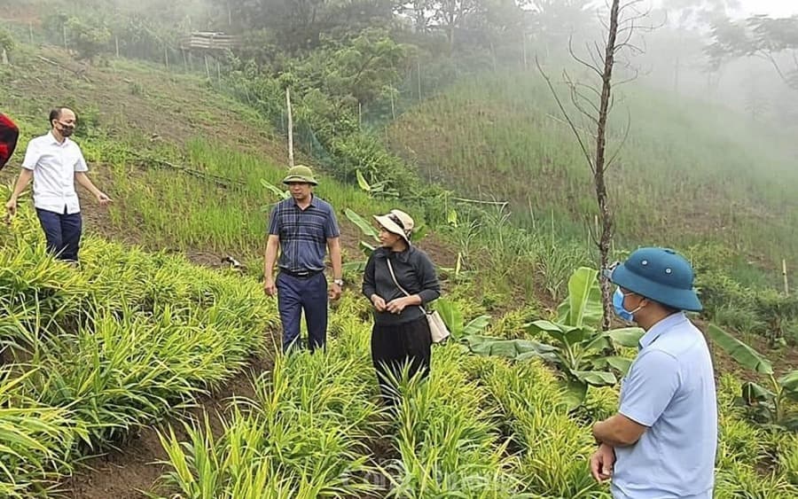 Inside Tân Kỳ: The Red-Basalt Highlands Behind Our Ginger & Turmeric