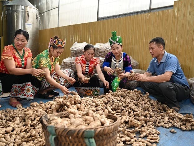 Mông & Thái ethnic farmers hand-sorting ginger — Kỳ Sơn, Nghệ An