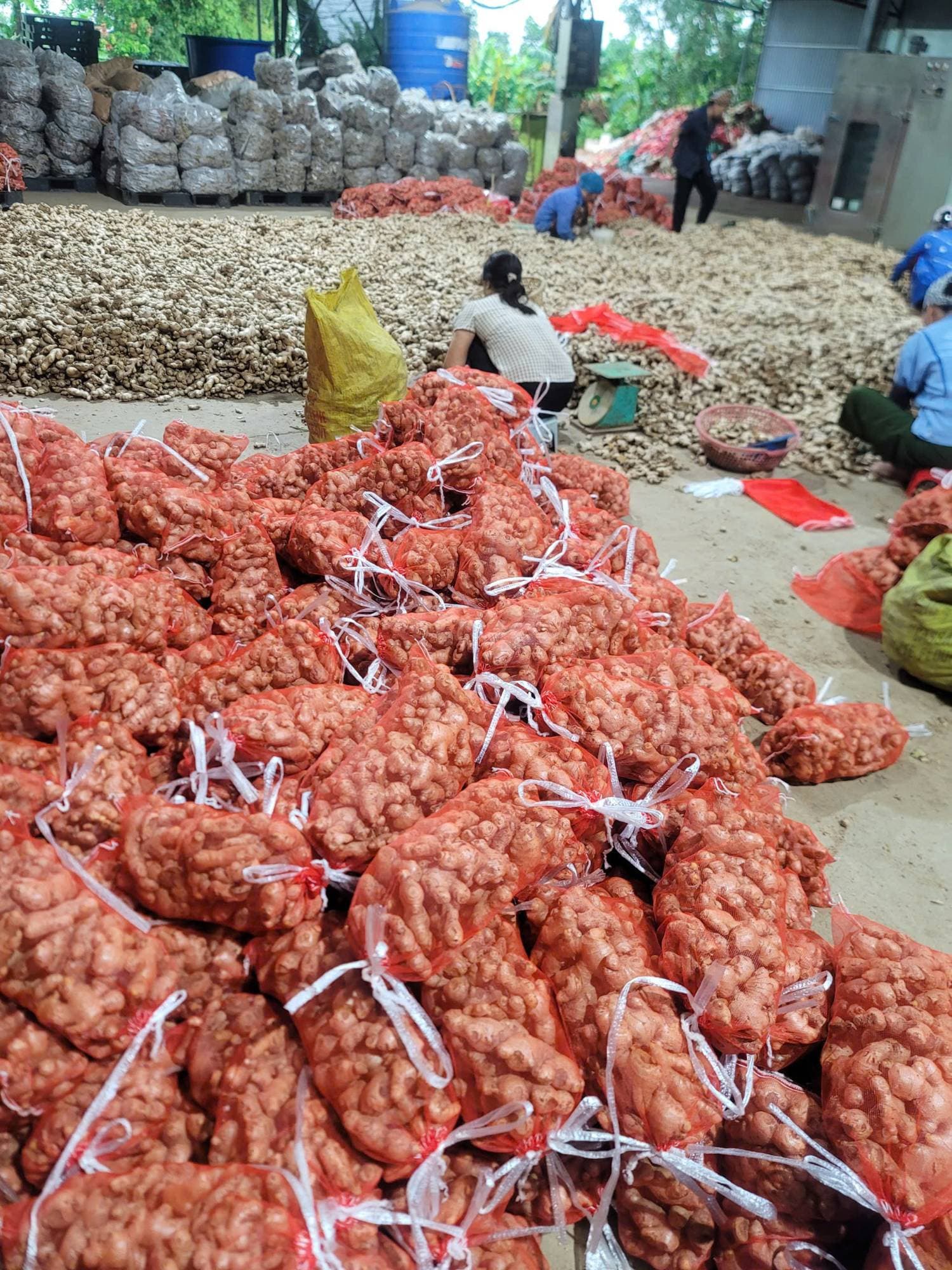 25 kg mesh bags ready for export — packing facility Kỳ Sơn, Nghệ An