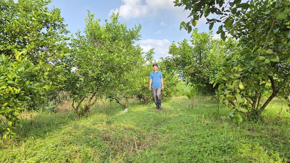 Seedless lime orchards — Nam Đàn, Nghệ An, North Central Vietnam