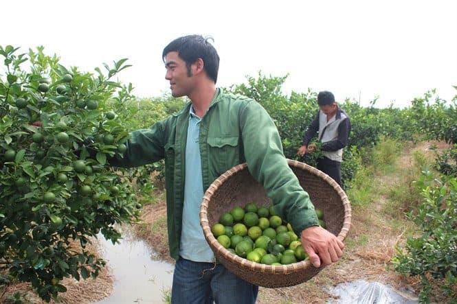 Hand-harvesting at optimal Brix maturity — Nam Đàn district, Nghệ An