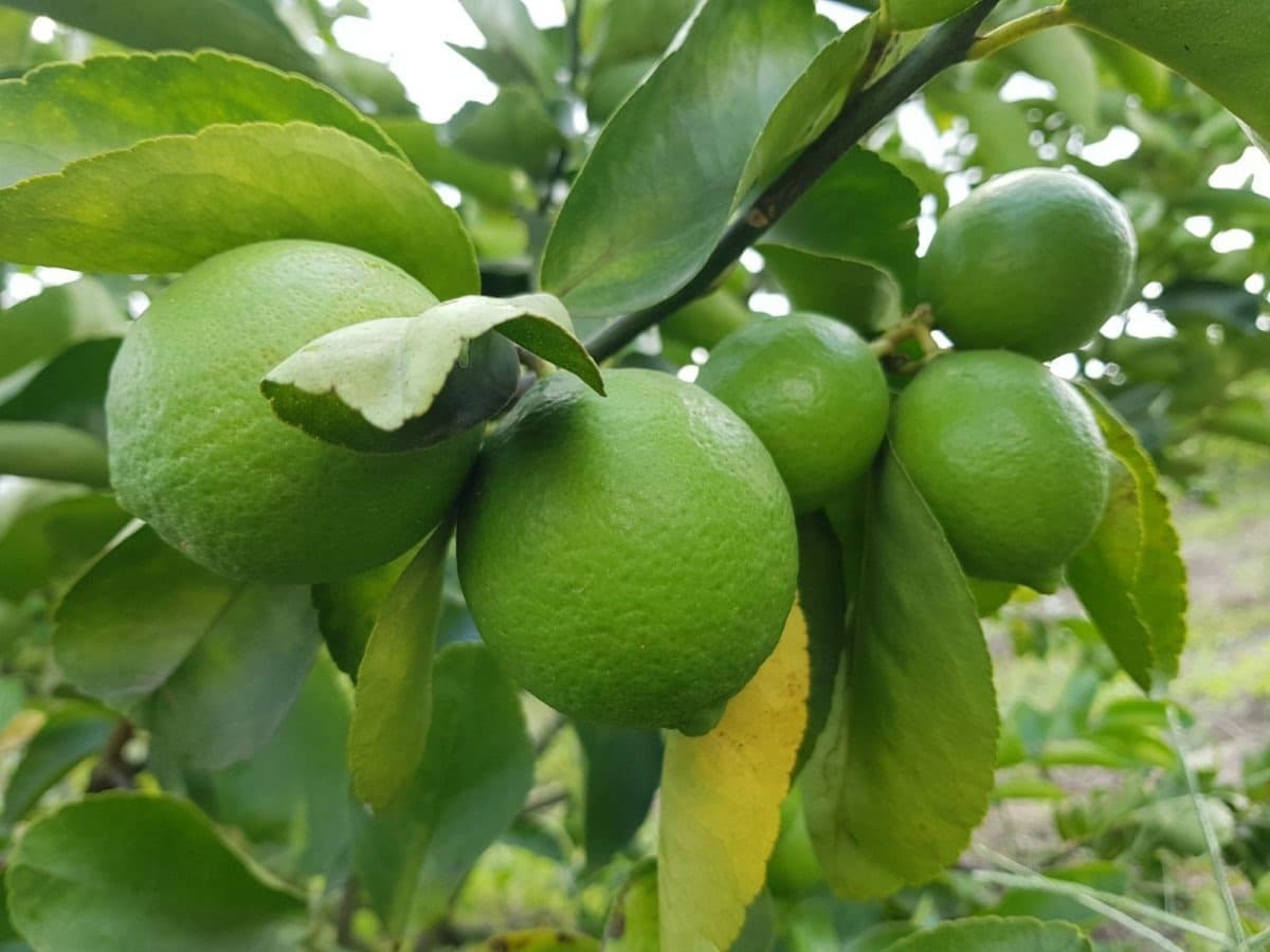 Fresh Vietnamese seedless green lime — Grade A export, Nam Đàn, Nghệ An