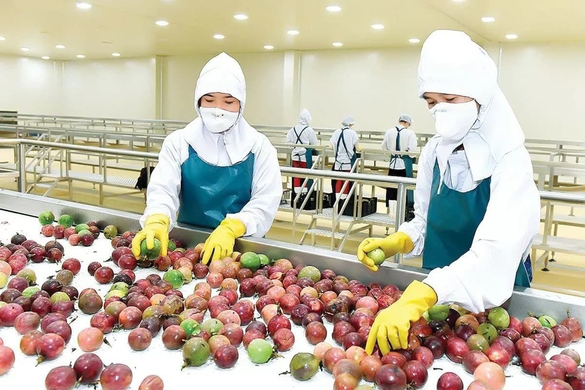 Machine grading line sorting Grade A (60–80 g) and Grade B (40–60 g) — UV skin inspection