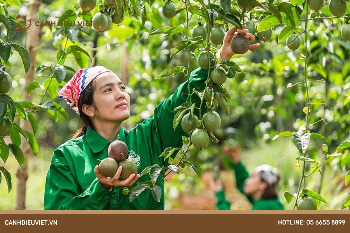 Hand-harvesting at Brix ≥ 15°, maturity index 5–6, turning purple skin for export