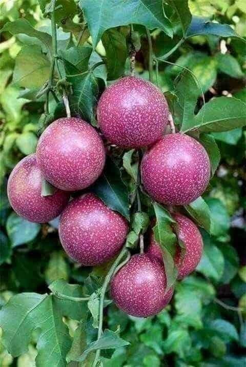 Passion Fruit