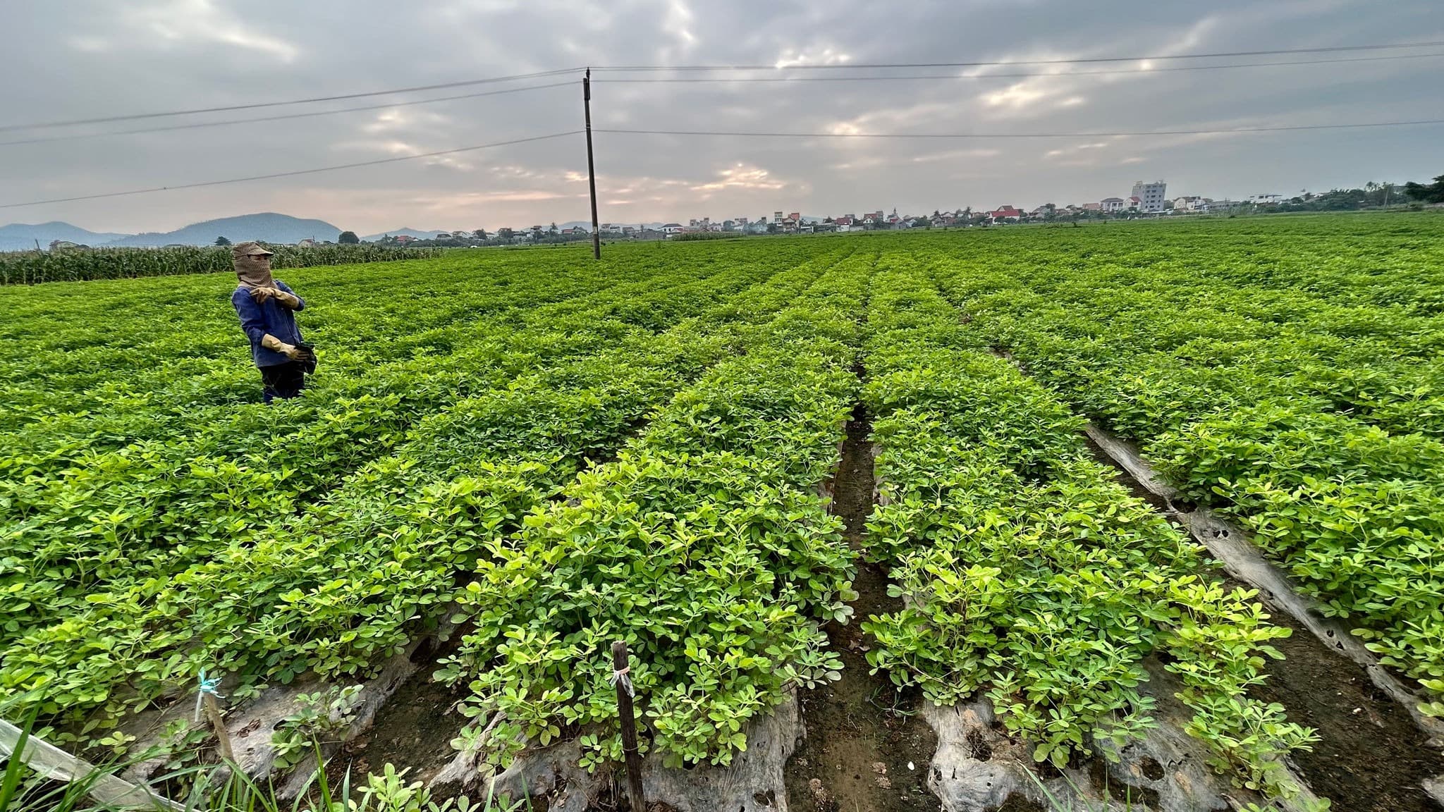 Diễn Châu's Sandy-Loam Coast: Where Our Peanuts Get Their Sweetness