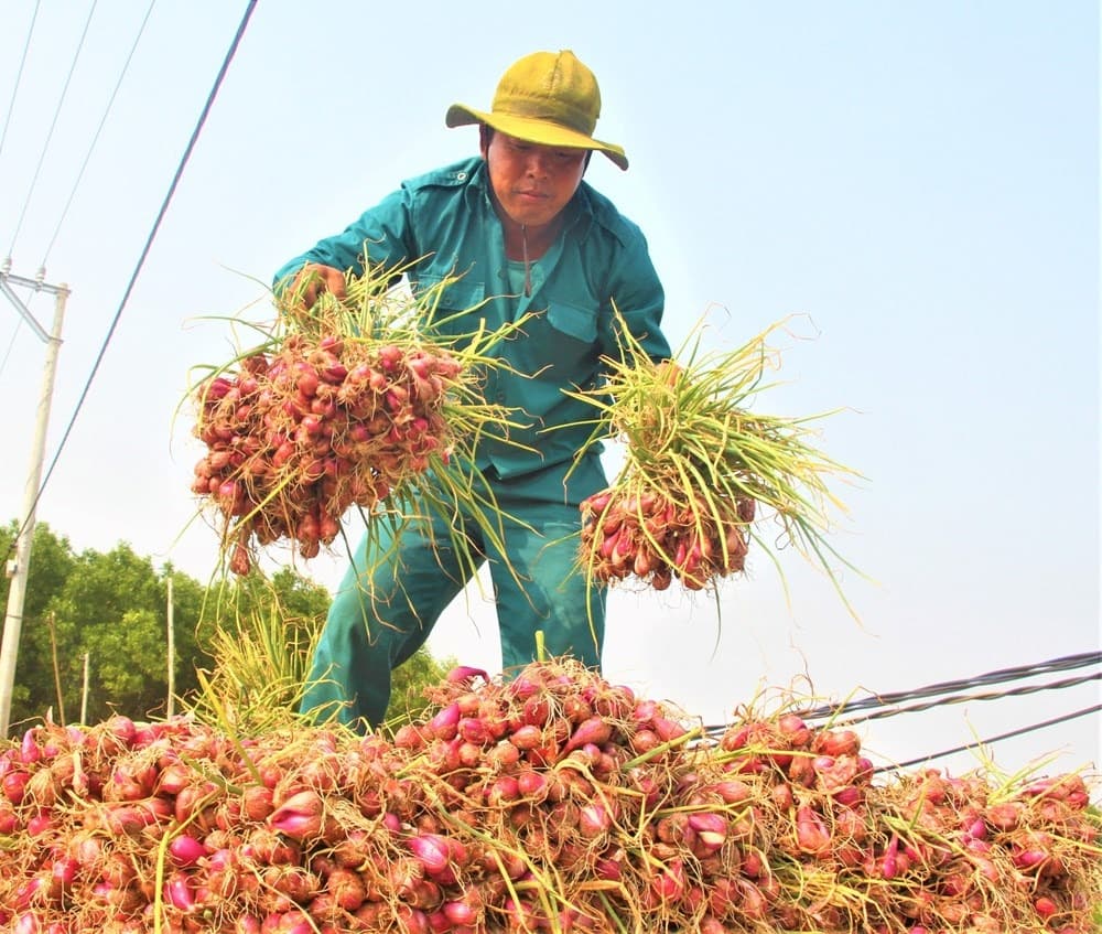 Hand-harvest at 100–110 days maturity — field curing begins immediately