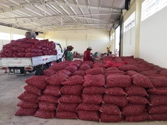 Mesh-bag packing at 10 kg / 20 kg / 25 kg — single-grade per bag
