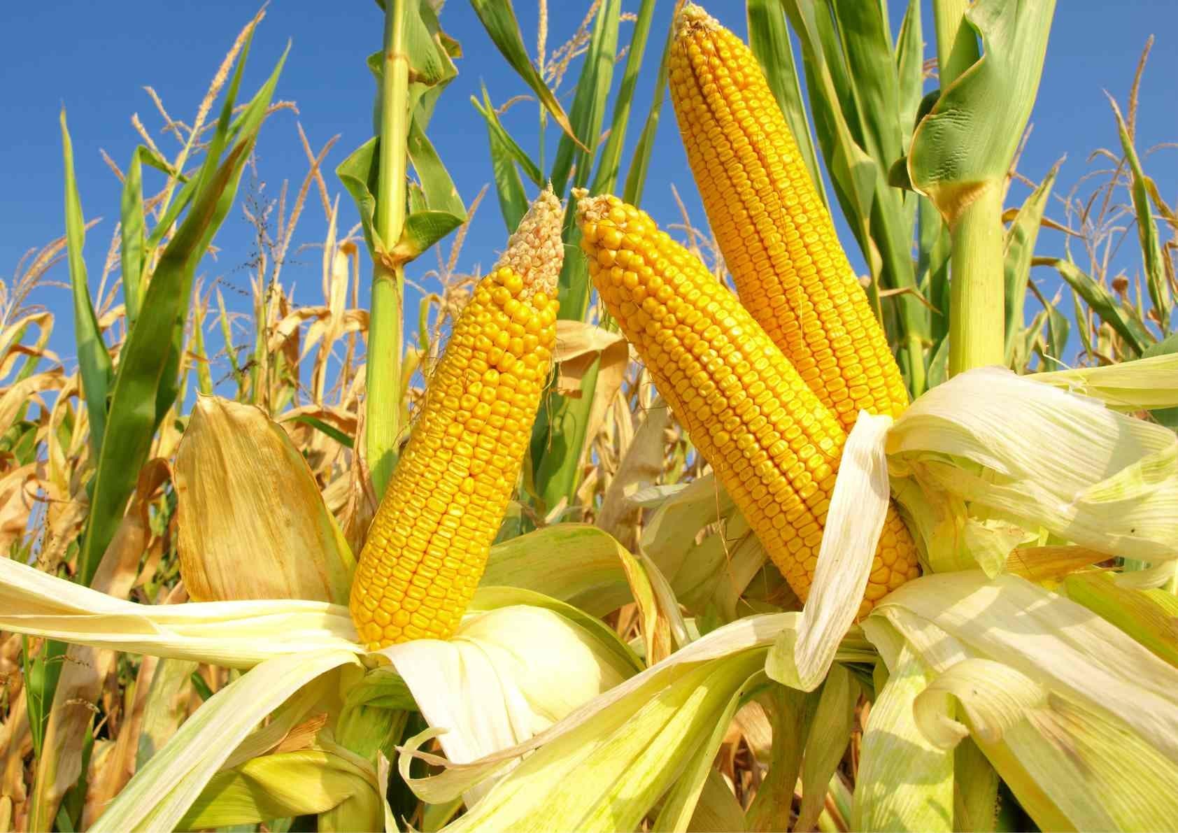 Con Cuông's River Valleys: The Terrace Farms Behind Our Yellow Corn